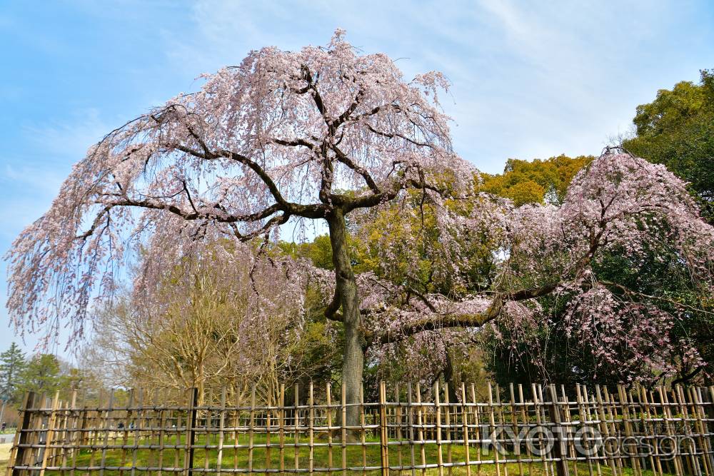 御所　出水の桜（2022年3月25日）　Scene２
