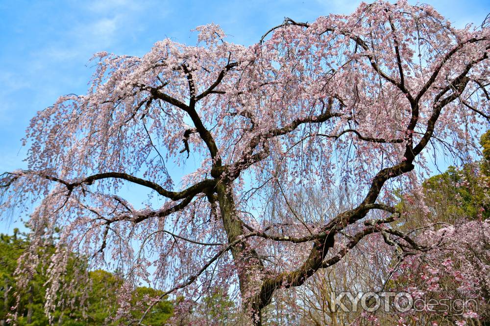 御所　出水の桜（2022年3月25日）　Scene３