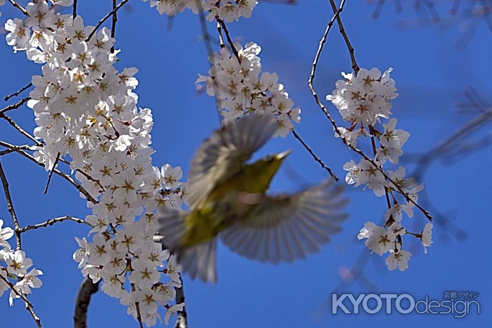 車折神社　（2022年3月27日） scene10
