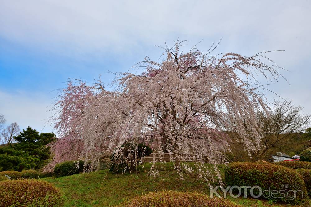 円山公園　（2022年3月28日）　scene1