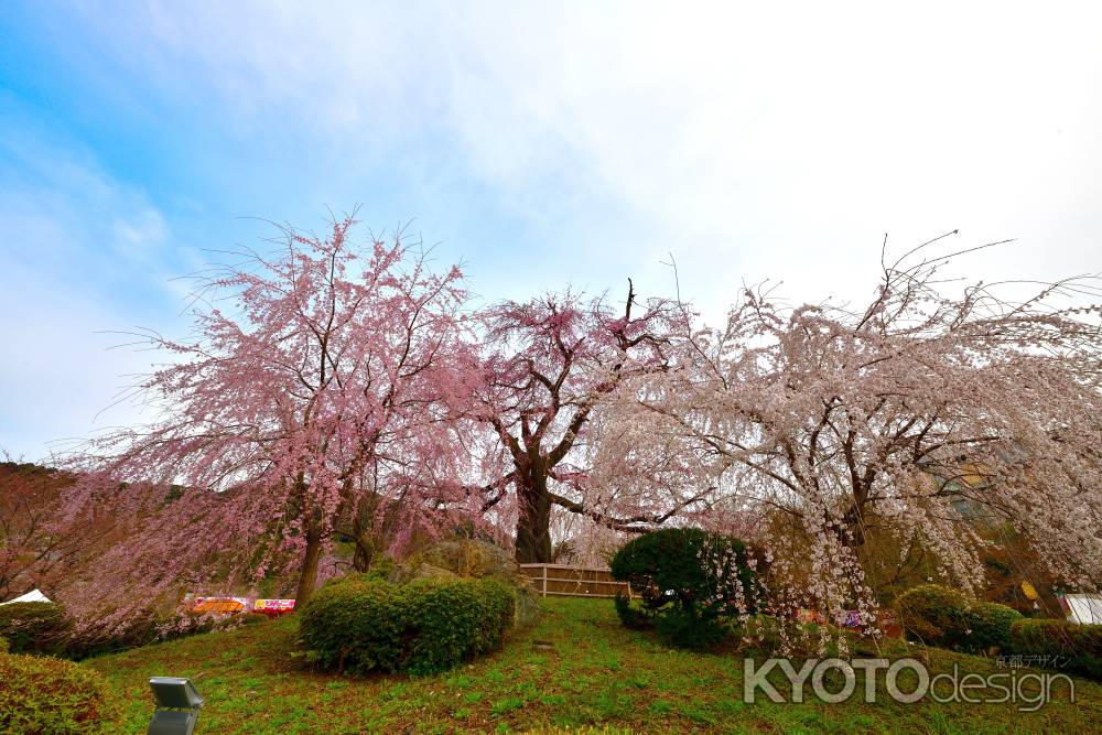 円山公園　（2022年3月28日）　scene３