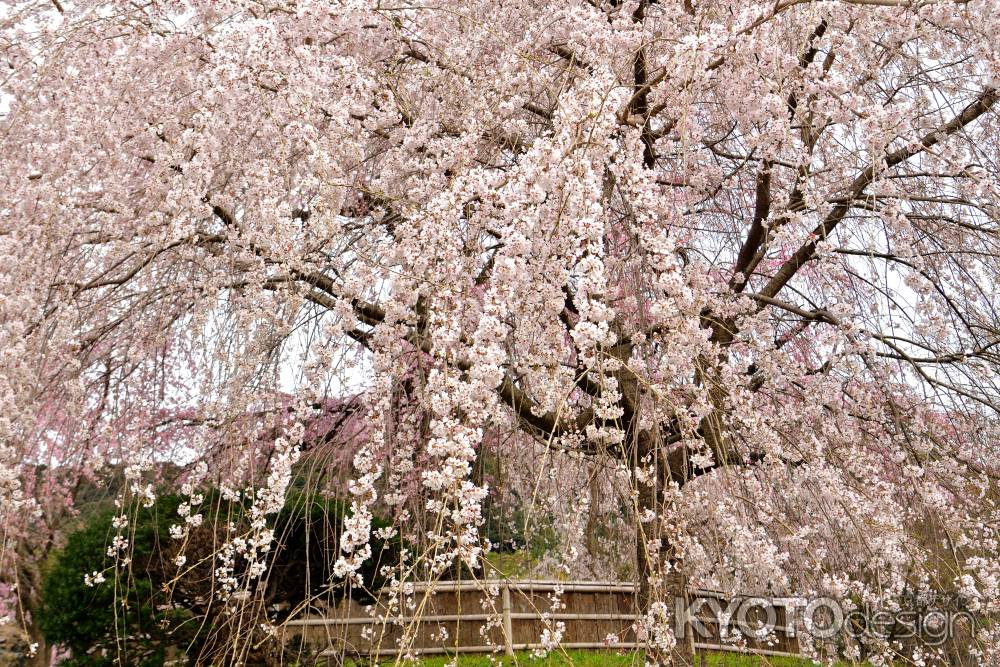 円山公園　（2022年3月28日）　scene４
