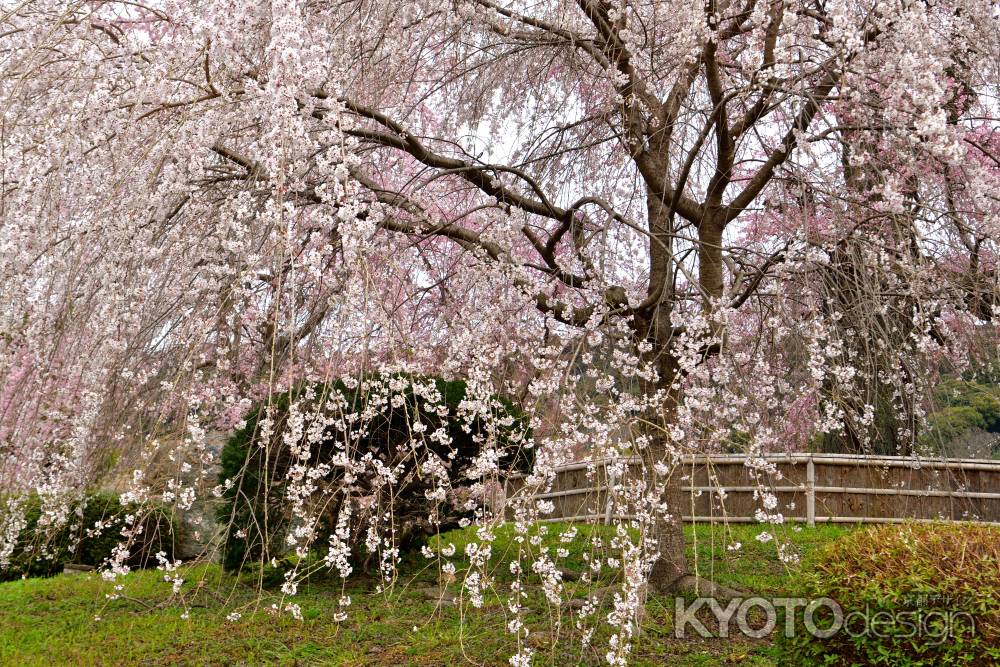 円山公園　（2022年3月28日）　scene５