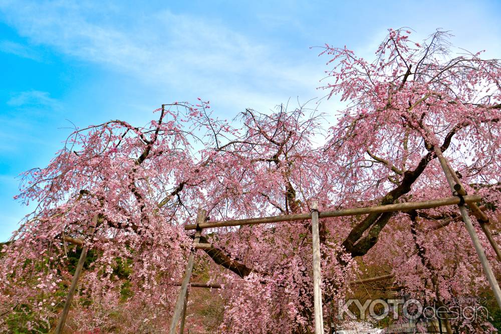 円山公園　（2022年3月28日）　scene８