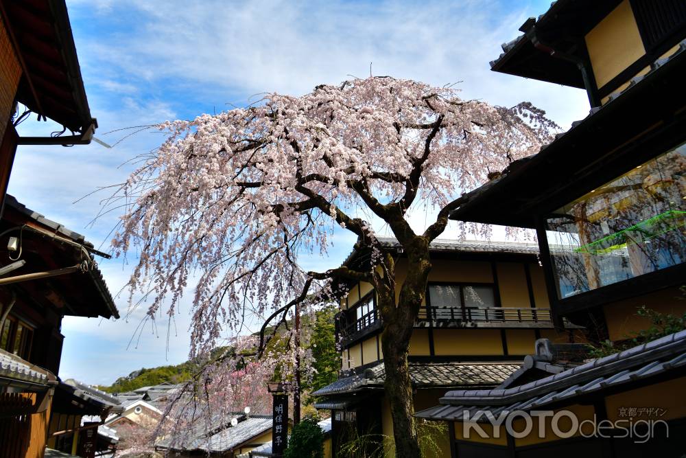 産寧坂明保野亭（2022年3月28日）Scene６