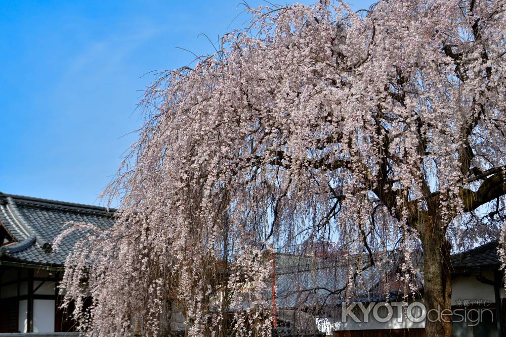 本満寺　（2022年3月28日） Scene２