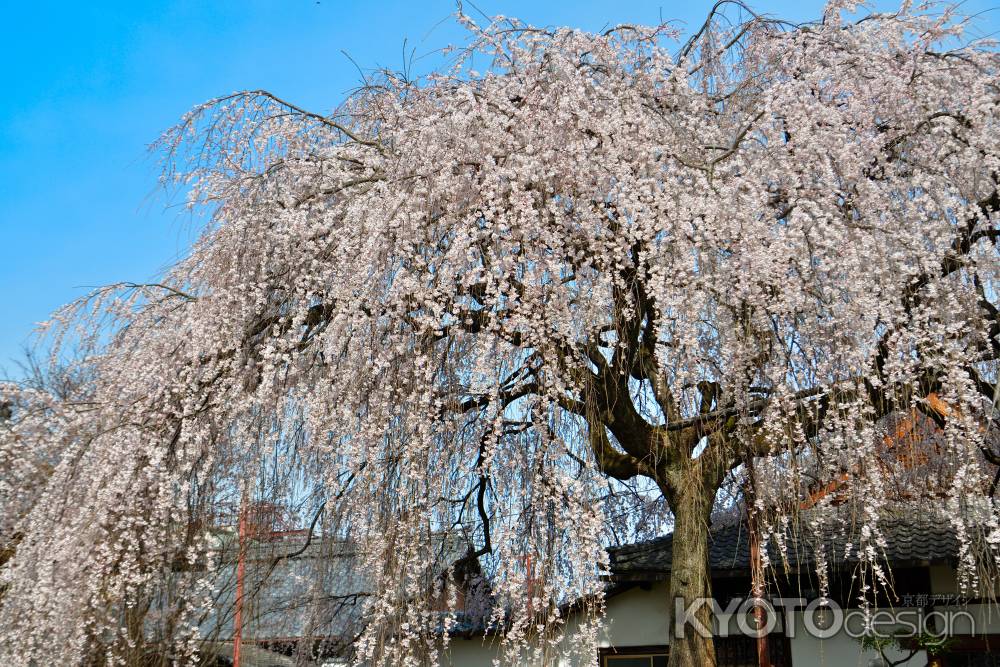 本満寺　（2022年3月28日） Scene３