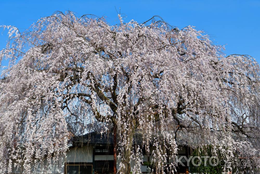 本満寺　（2022年3月28日） Scene５