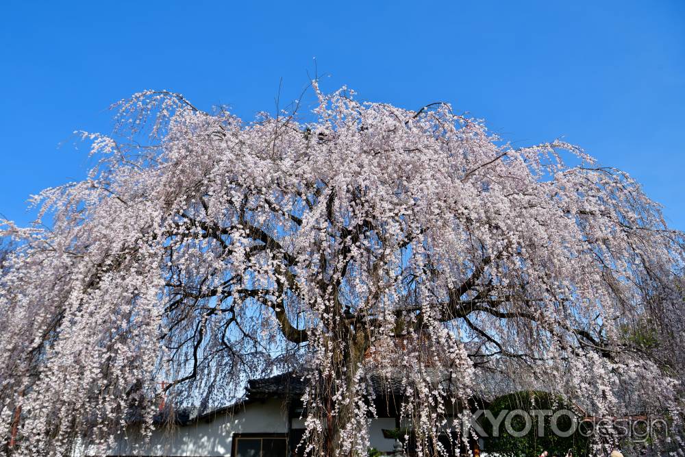 本満寺　（2022年3月28日） Scene６