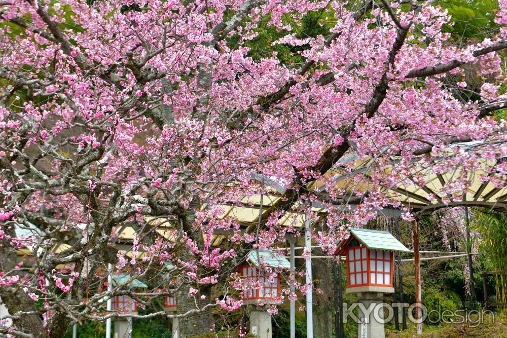 霊山観音　（2022年3月28日）　Scene３