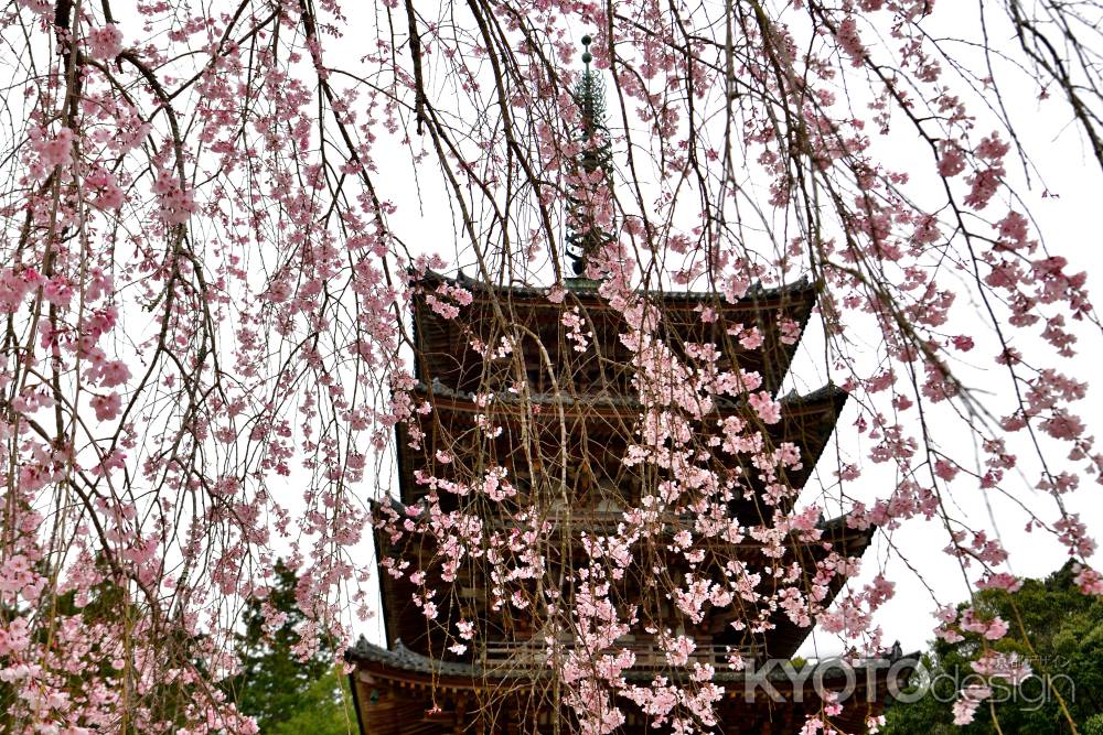 醍醐寺　（2022年3月28日）Scene５