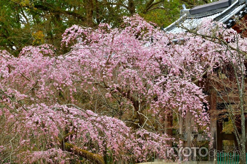 醍醐寺　（2022年3月28日）Scene10