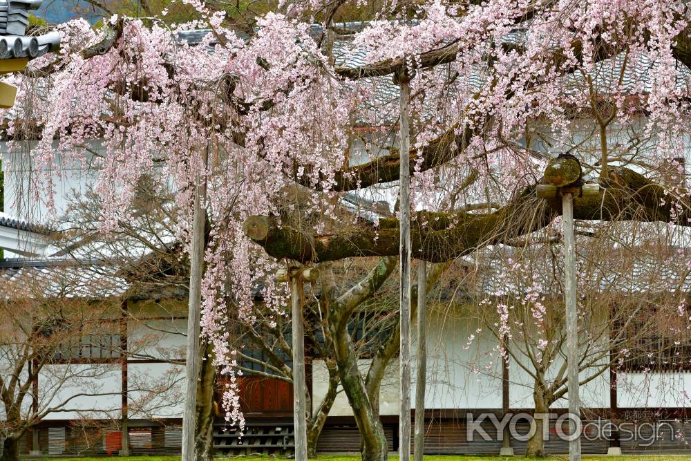 醍醐寺　（2022年3月28日）Scene19