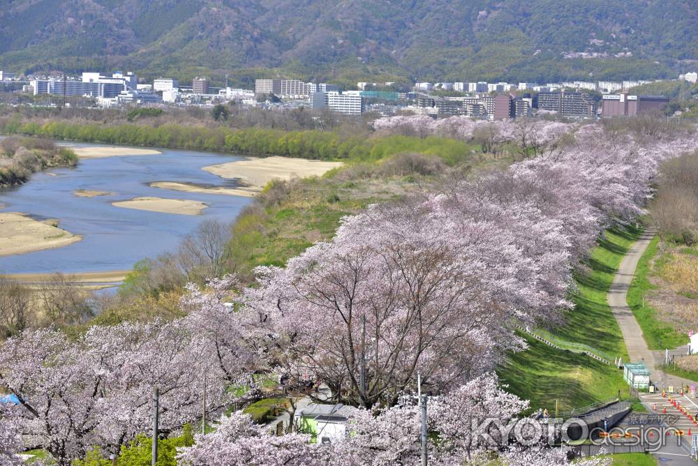 背割堤（2022年4月１日）Scene8