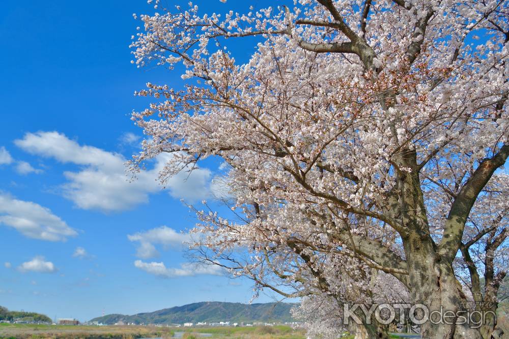 背割堤（2022年4月１日）Scene12