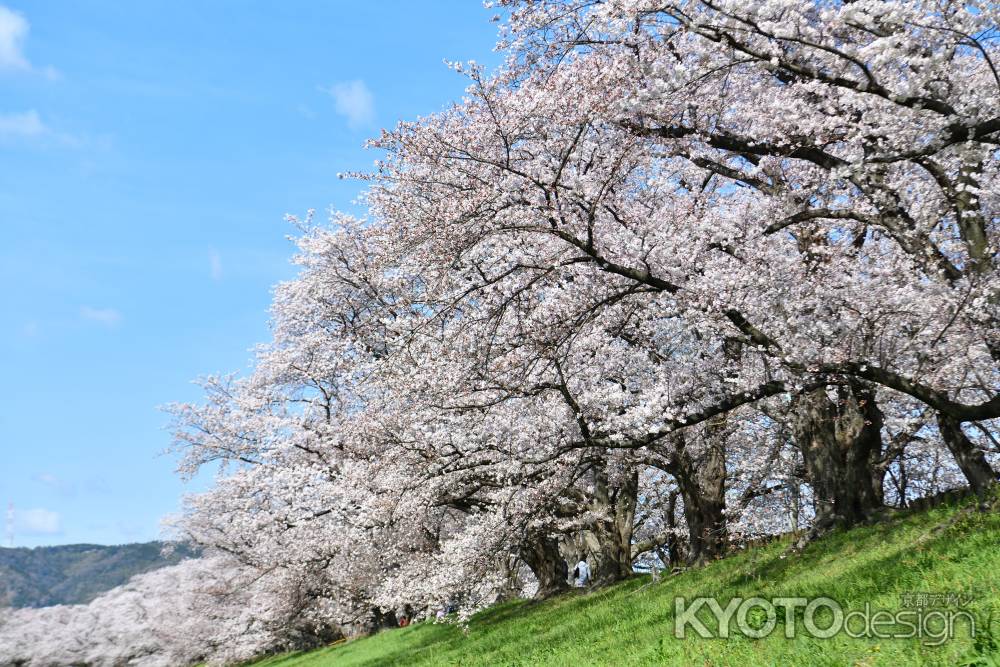 背割堤（2022年4月１日）Scene14
