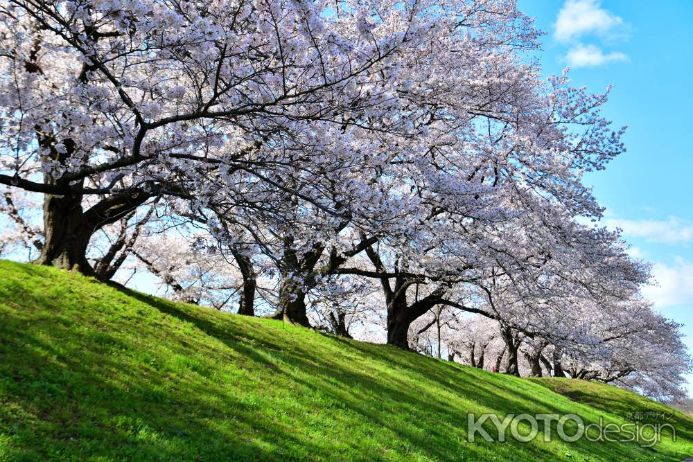 背割堤（2022年4月１日）Scene15