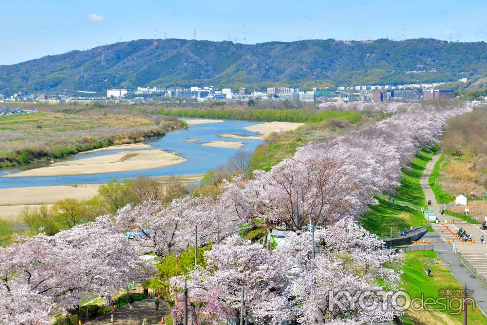 背割堤（2022年4月１日）Scene16