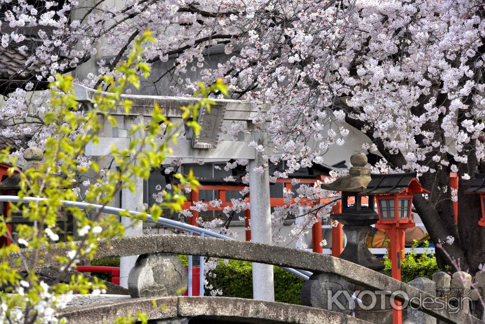 六孫王神社（2022年4月2日）Scene１