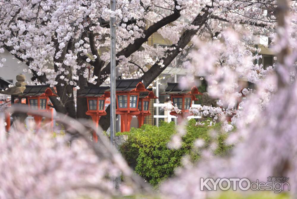 六孫王神社（2022年4月2日）Scene３