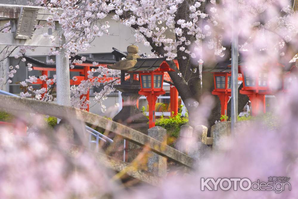 六孫王神社（2022年4月2日）Scene４