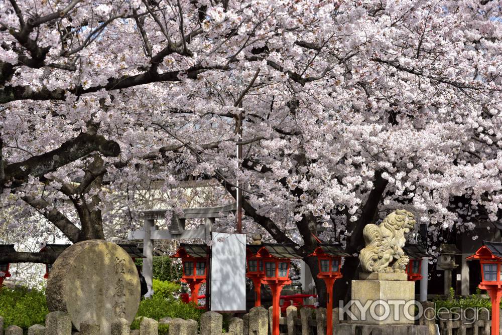 六孫王神社（2022年4月2日）Scene６
