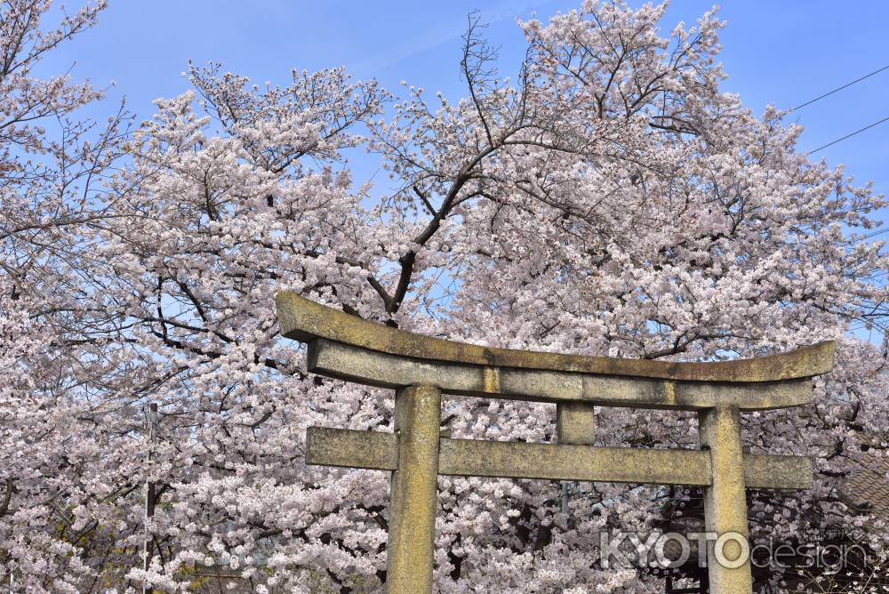六孫王神社（2022年4月2日）Scene７