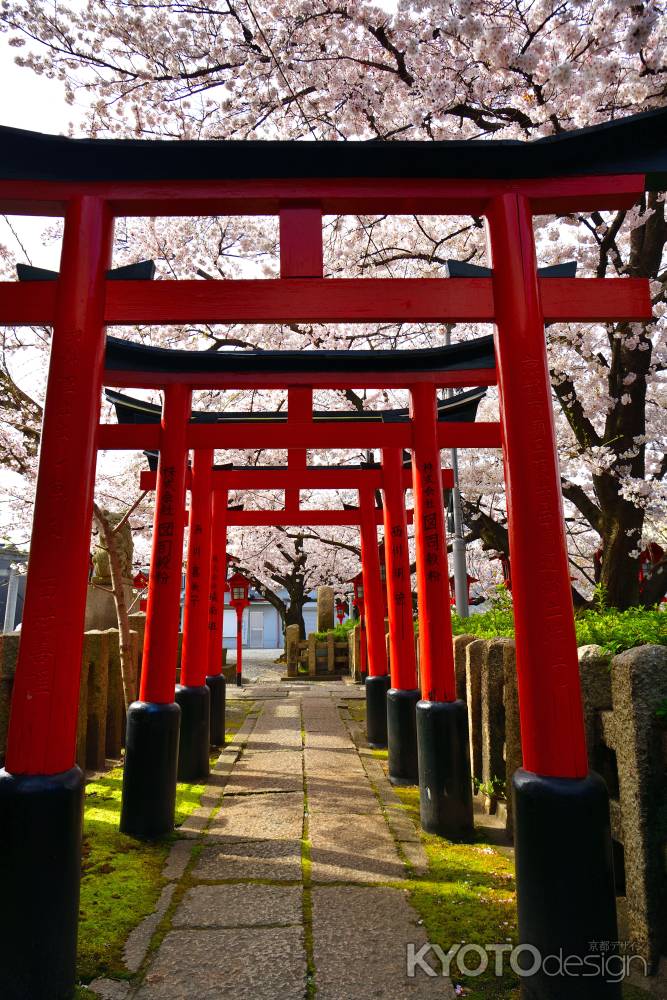 六孫王神社（2022年4月2日）Scene21