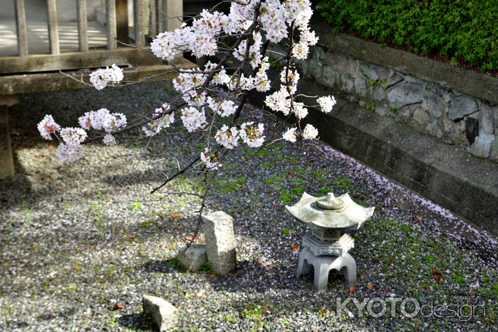 六孫王神社（2022年4月2日）Scene22