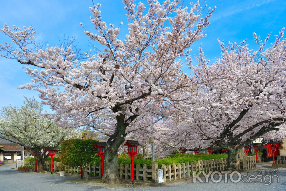 六孫王神社（2022年4月2日）Scene26