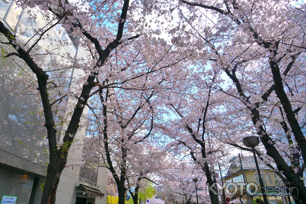 祇園白川（2022年4月4日）Scene1