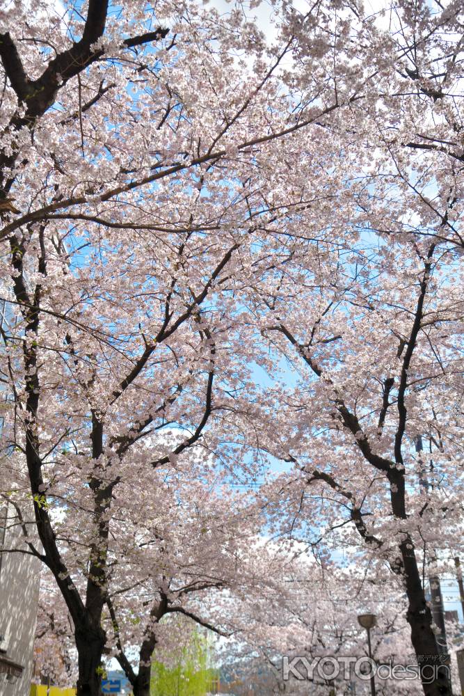 祇園白川（2022年4月4日）Scene2