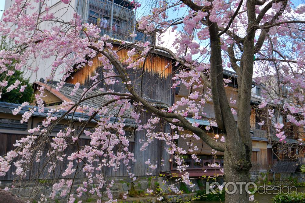 祇園白川（2022年4月4日）Scene3