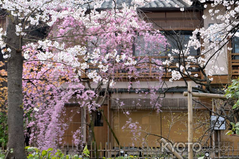 祇園白川（2022年4月4日）Scene4