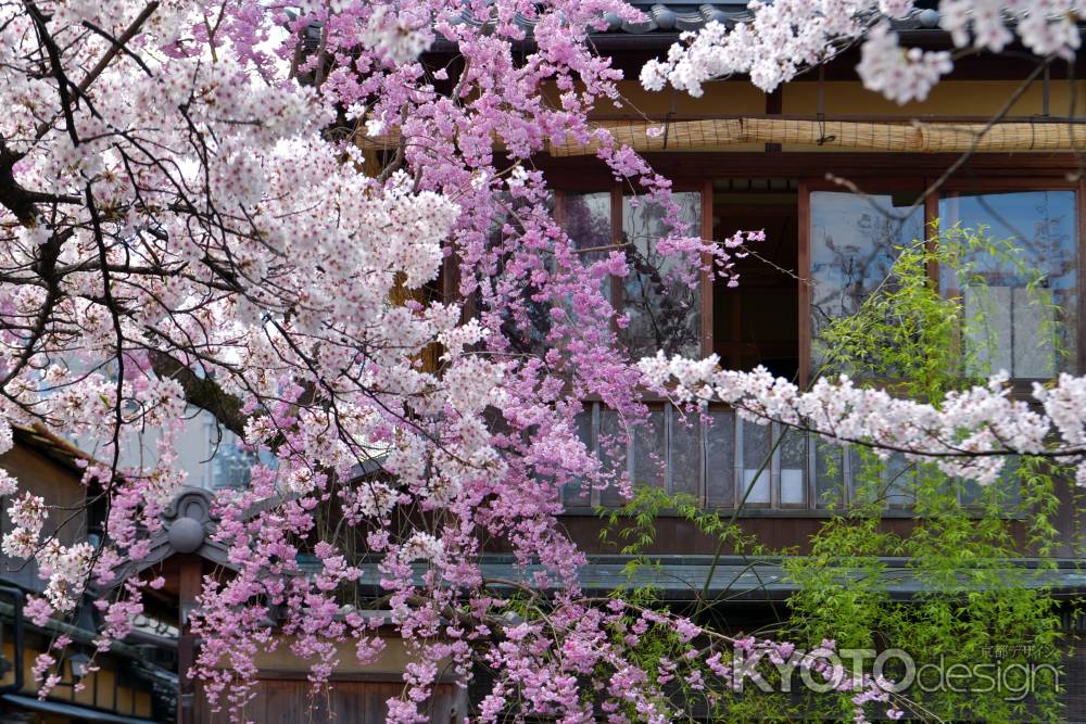 祇園白川（2022年4月4日）Scene5