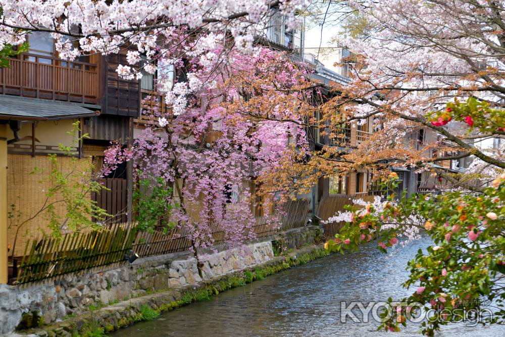 祇園白川（2022年4月4日）Scene6