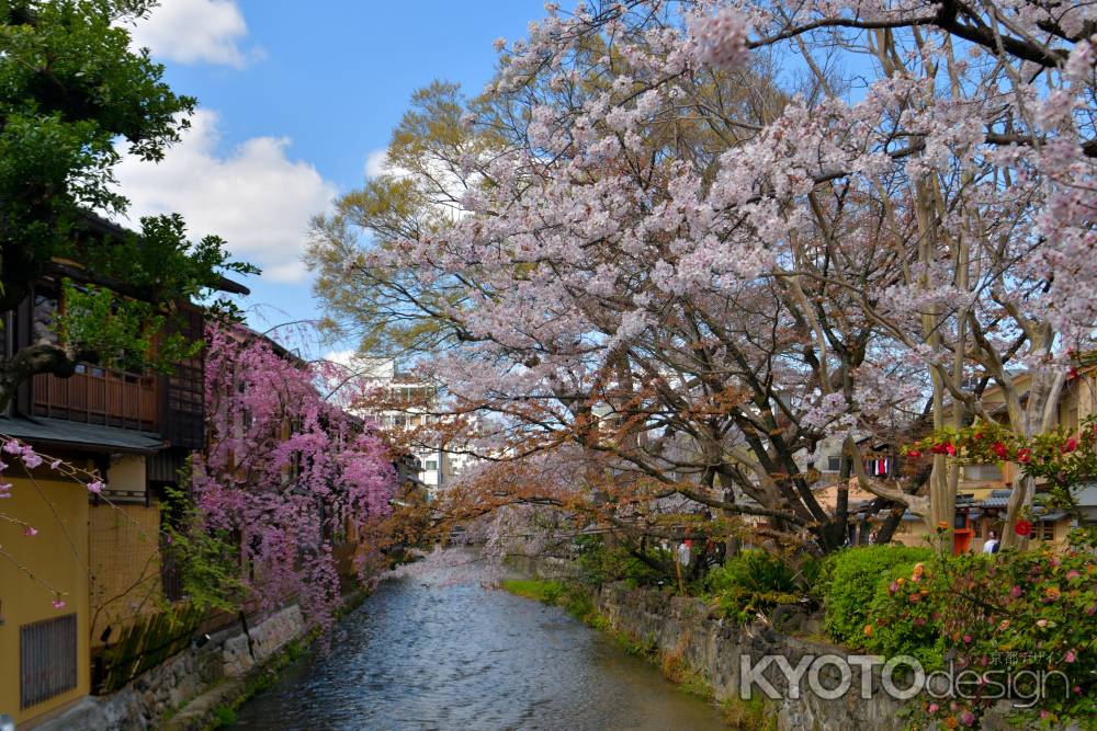 祇園白川（2022年4月4日）Scene7