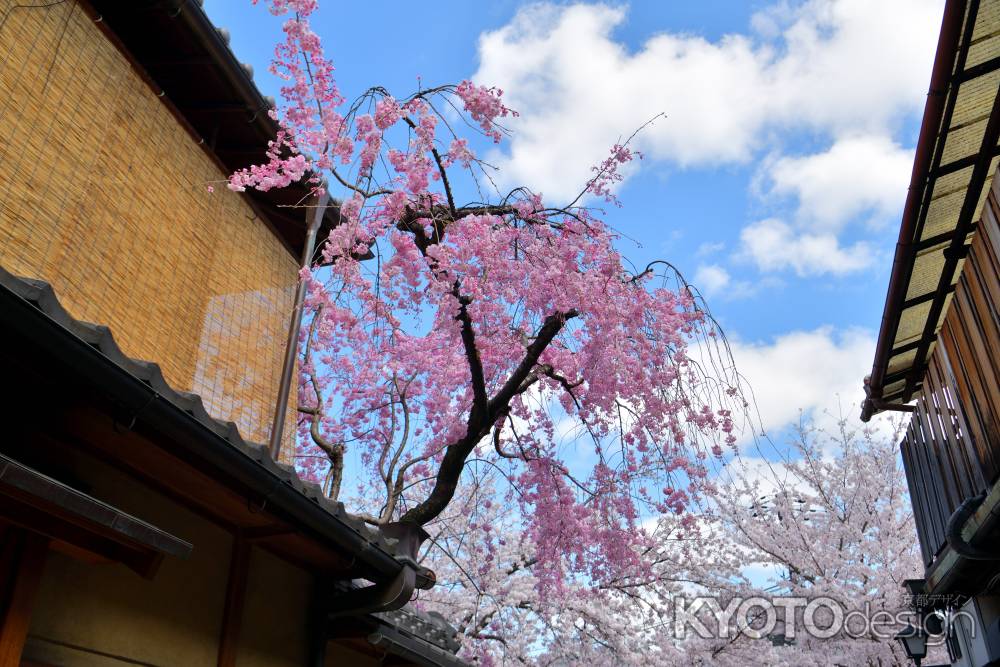 祇園白川（2022年4月4日）Scene8