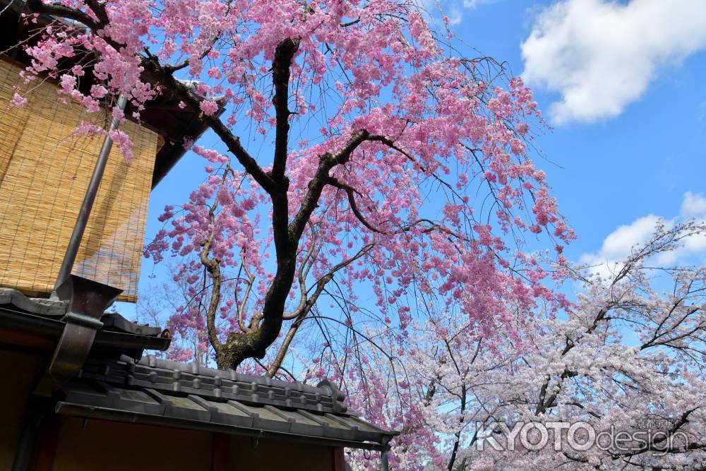 祇園白川（2022年4月4日）Scene９