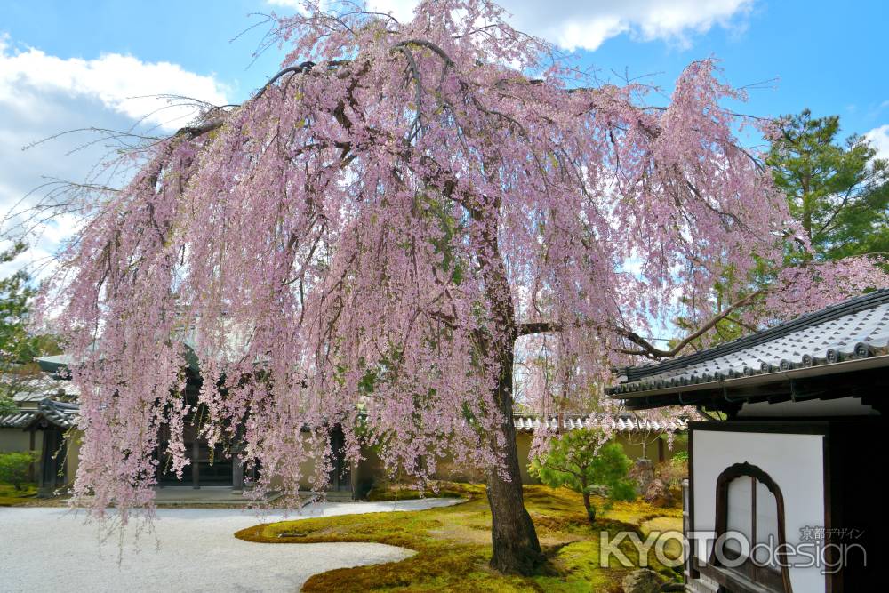高台寺（2022年4月4日）Scene2