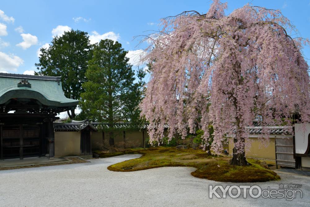 高台寺（2022年4月4日）Scene3