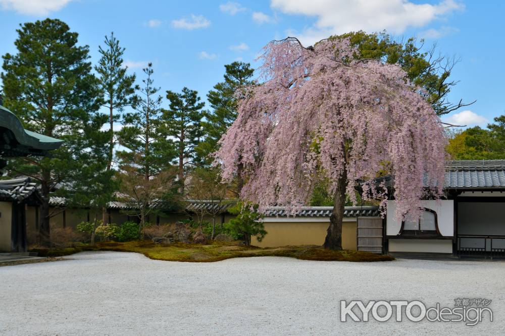 高台寺（2022年4月4日）Scene4