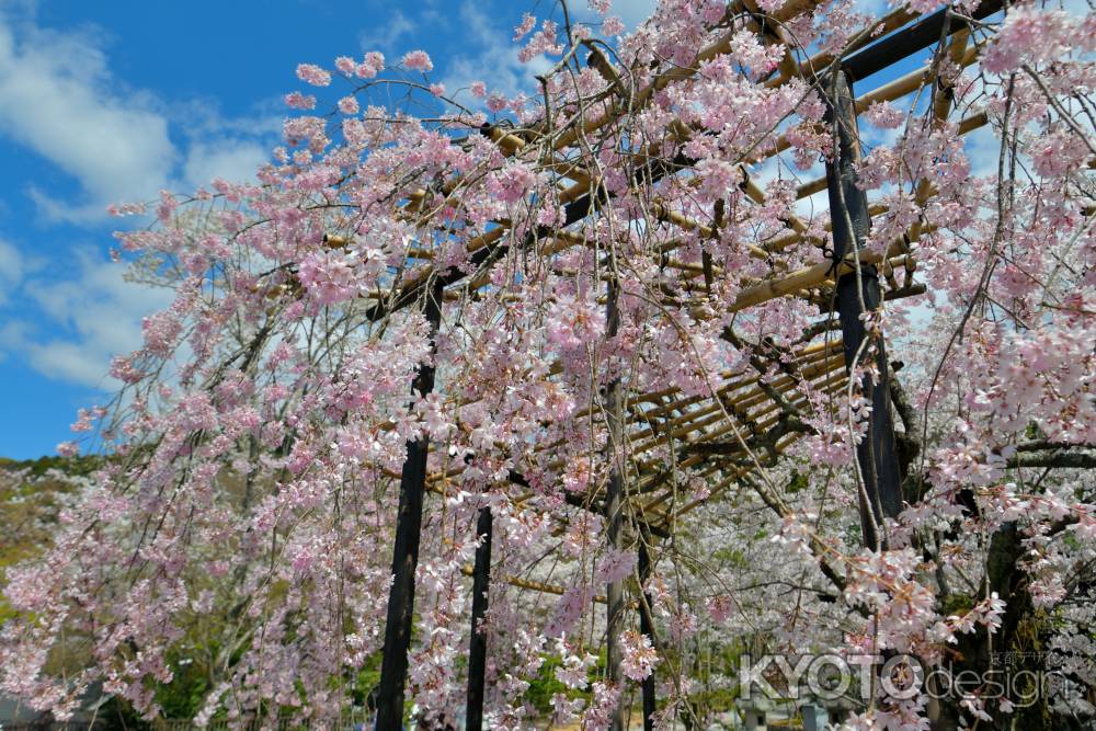 清水寺（2022年4月4日） Scene3