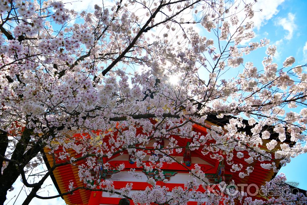 清水寺（2022年4月4日） Scene5