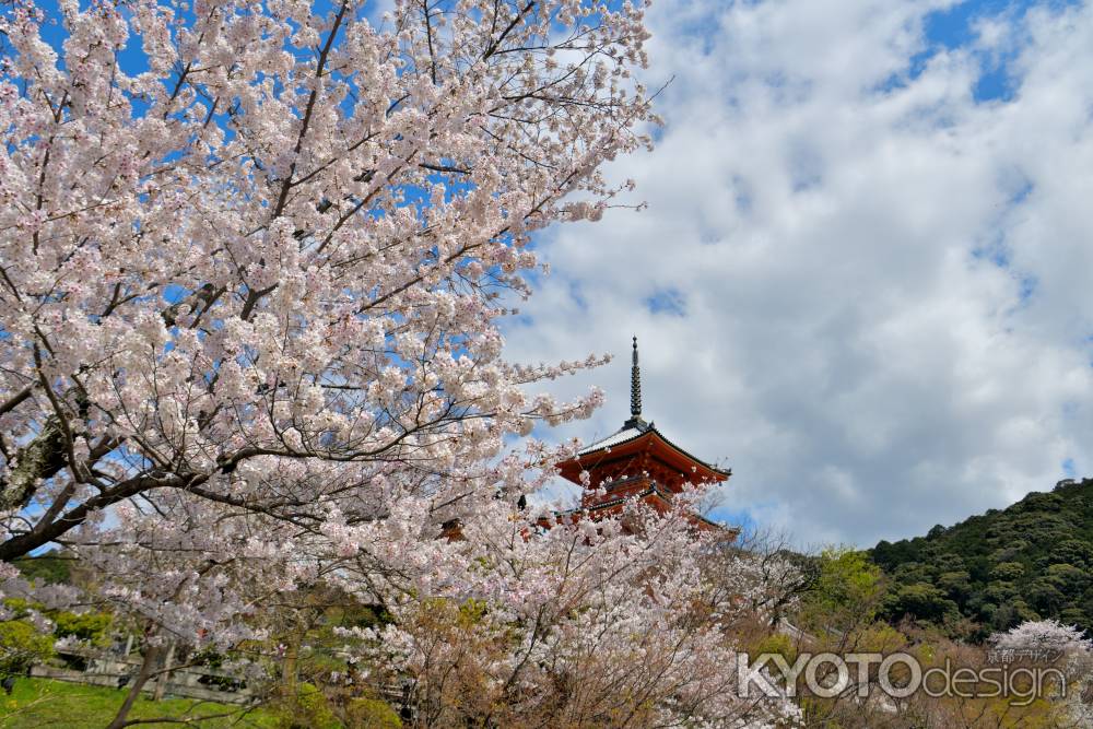 清水寺（2022年4月4日） Scene7