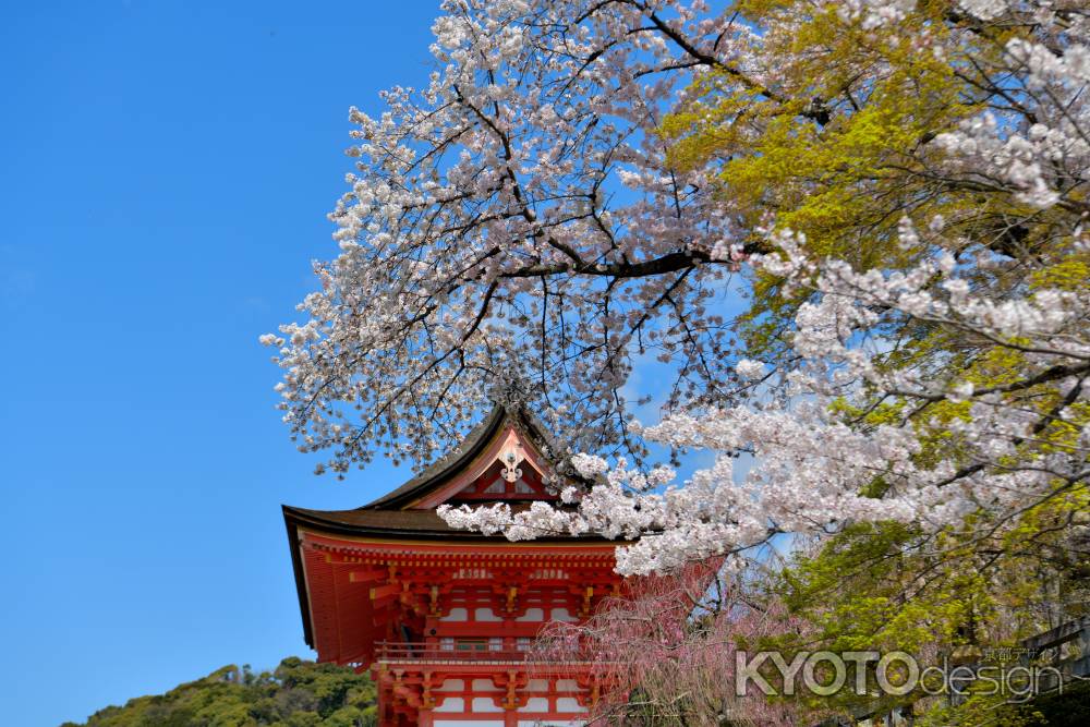 清水寺（2022年4月4日） Scene9