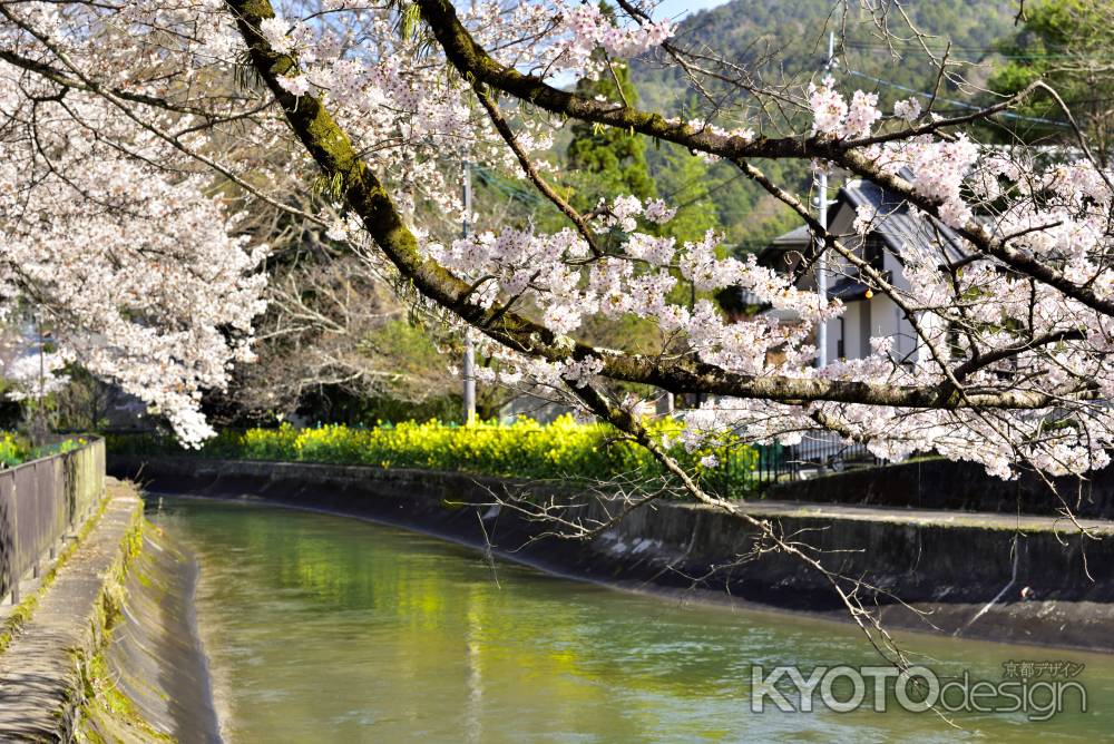 山科疎水（2022年4月5日）Scene4