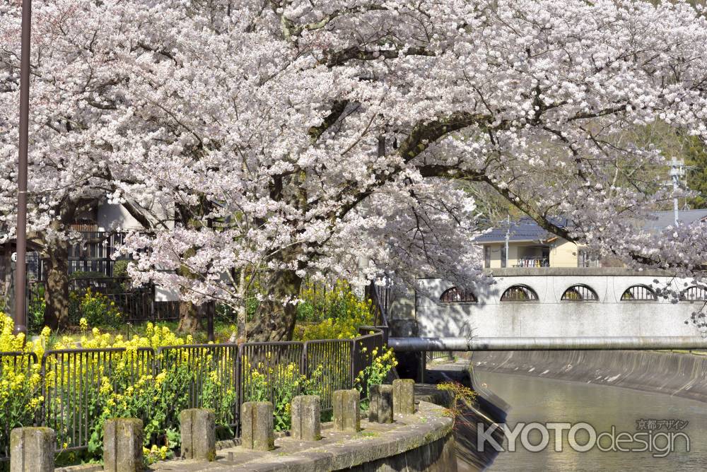 山科疎水（2022年4月5日）Scene5