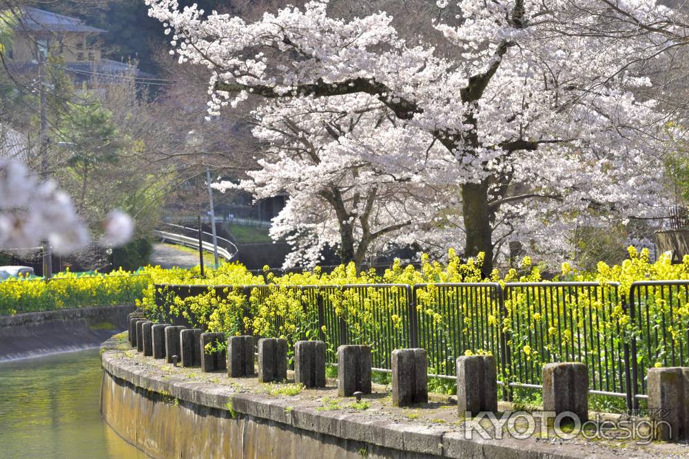 山科疎水（2022年4月5日）Scene6