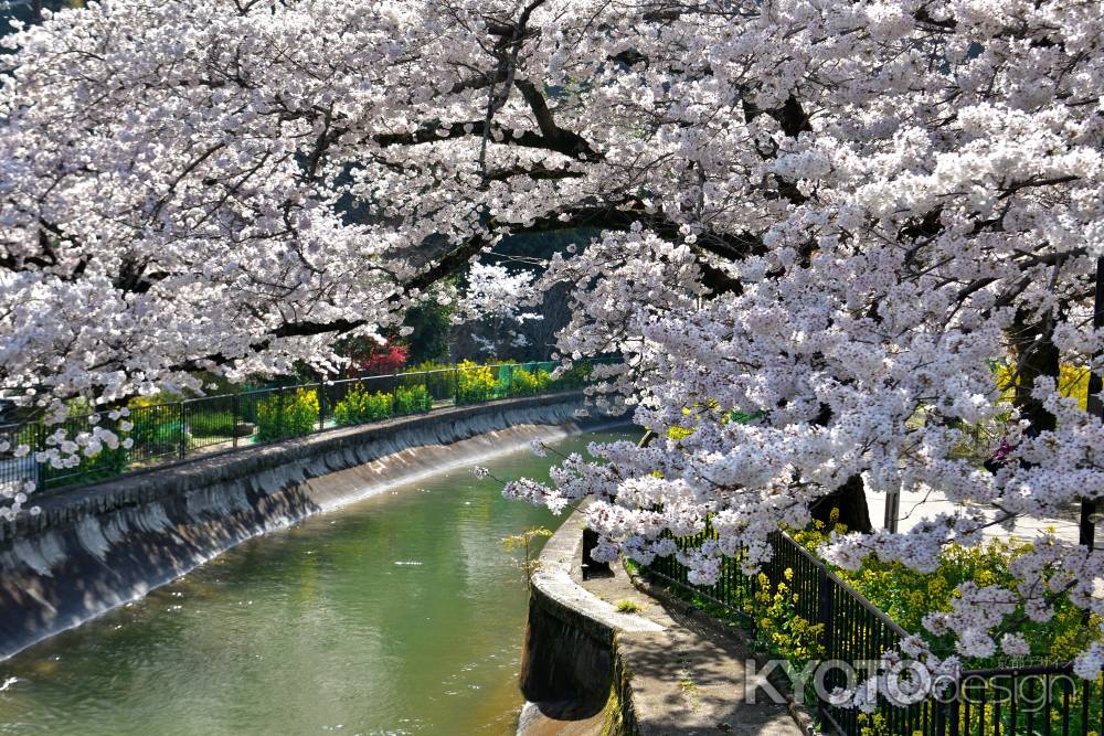 山科疎水（2022年4月5日）Scene9